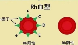 血溫人更暖，給患者血液中的不規(guī)則抗體制作一張“身份證明”