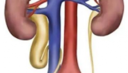 6歲男孩罕見先天性腎積水，醫(yī)生用“小洞”再“造”輸尿管！