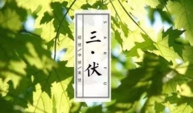 增强抵抗力，强身健体正当时！2023年“三伏天灸”开贴了