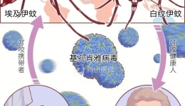基孔肯雅热对孕妈和宝宝有哪些风险？防护攻略来了！