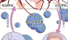 基孔肯雅热对孕妈和宝宝有哪些风险？防护攻略来了！