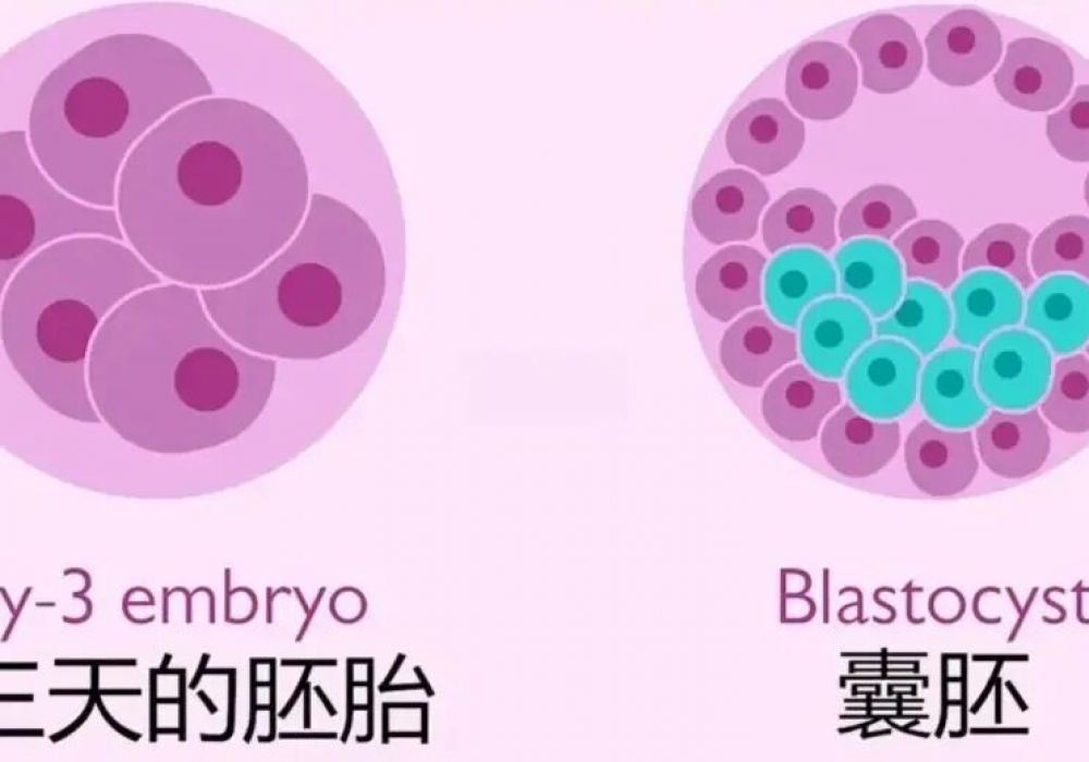 取了十几个卵，为什么最后只有两三个胚胎？