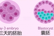 取了十几个卵，为什么最后只有两三个胚胎？