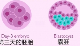 取了十几个卵，为什么最后只有两三个胚胎？