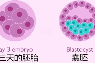 取了十几个卵,为什么最后只有两三个胚胎?