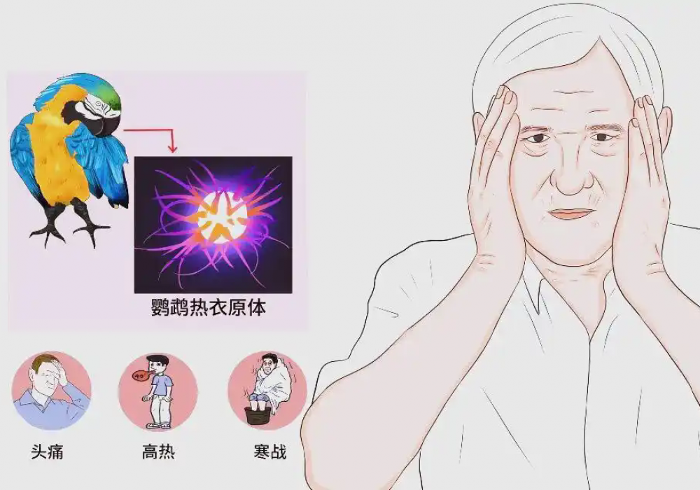 大爷高烧不退、呼吸衰竭，元凶竟是家里这只“小鸟”