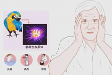 大爷高烧不退、呼吸衰竭，元凶竟是家里这只“小鸟”