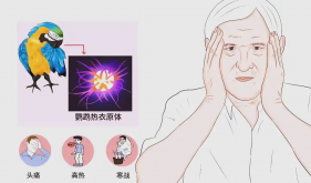 大爷高烧不退、呼吸衰竭，元凶竟是家里这只“小鸟”