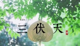 入伏了，三伏天灸开“贴”！温阳祛寒，提高抗病能力~